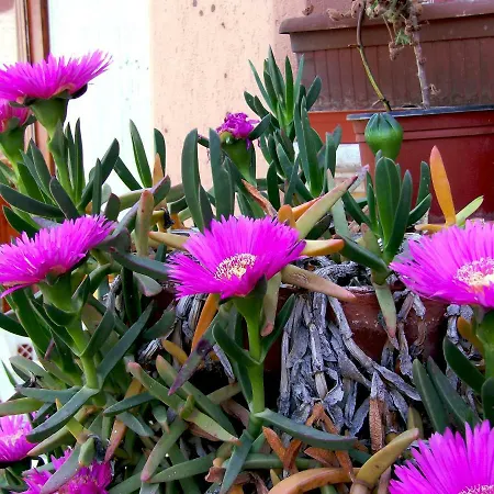 Gherghina Lama (Apulia)